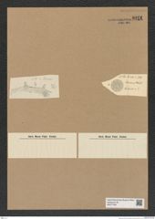 Diatomeae indet. Zeichnungen Sammlung Grunow Nr. 8211 (NHMW-BOT-W0377595)